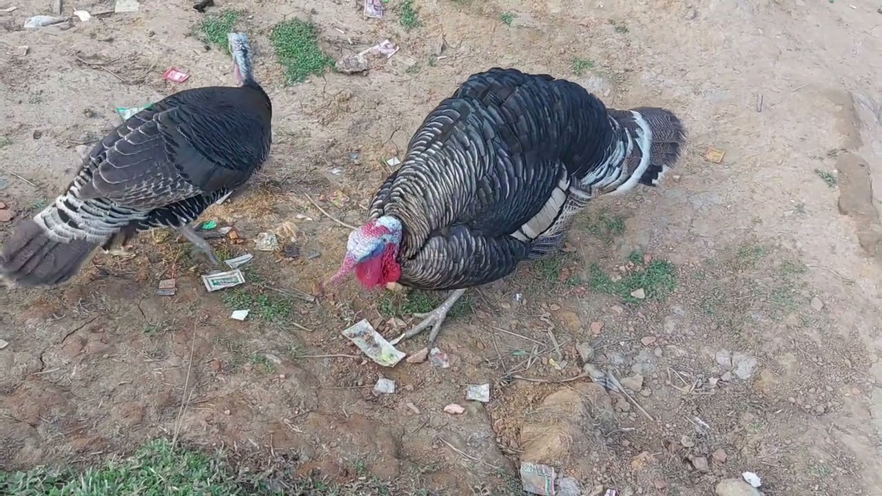 Male and Female Turkey