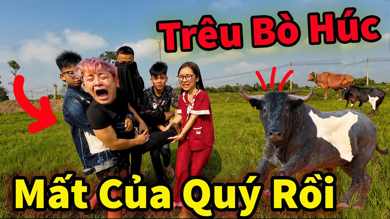 Toang ! Hậu Cáo Gạ My Trêu Bò Húc Mất Toi Của Quý