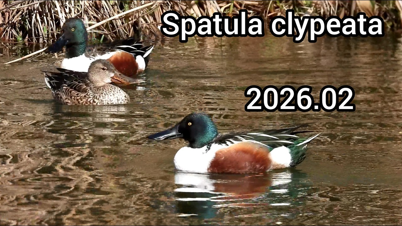 ハシビロガモ (Spatula clypeata) / Northern shoveler / 公園のカモ じゅん菜池緑地 / 2026年2月