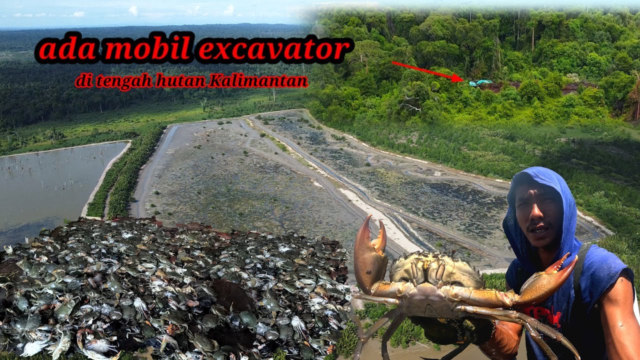 panen kepiting dan mencari kepiting jumbo di tambak tradisional 