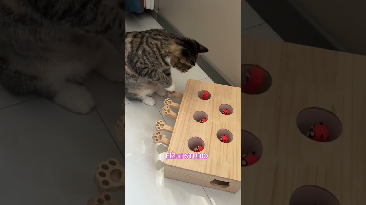 I have to catch him quickly #cat #kucinglucu #funnycats #cateducation #catlover #animallover #pets