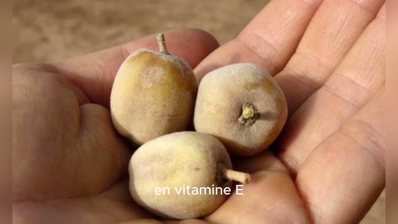 Les bienfaits du Dattier du Désert 🌴 | Le trésor médicinal de l’Afrique #SantéMinute
