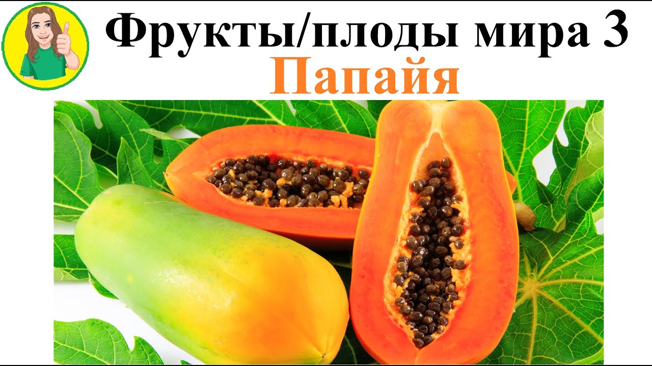 Фрукты   плоды мира 3 – Папайя Сыроедение Фрукторианство