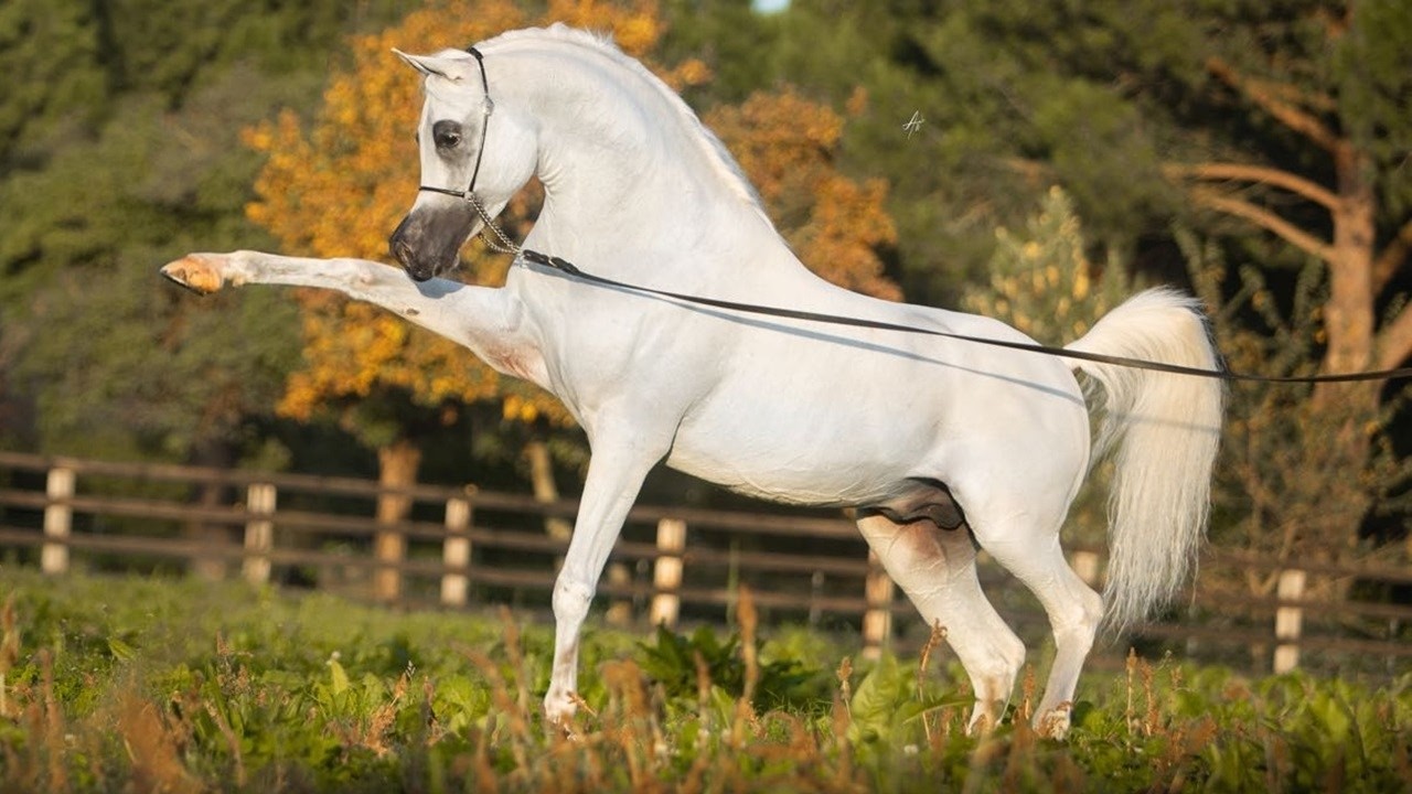 أفضل خيول الإنتاج في الخيل العربي المصري في العالم لعام 2024 Best sires in straight Egyptian Horses