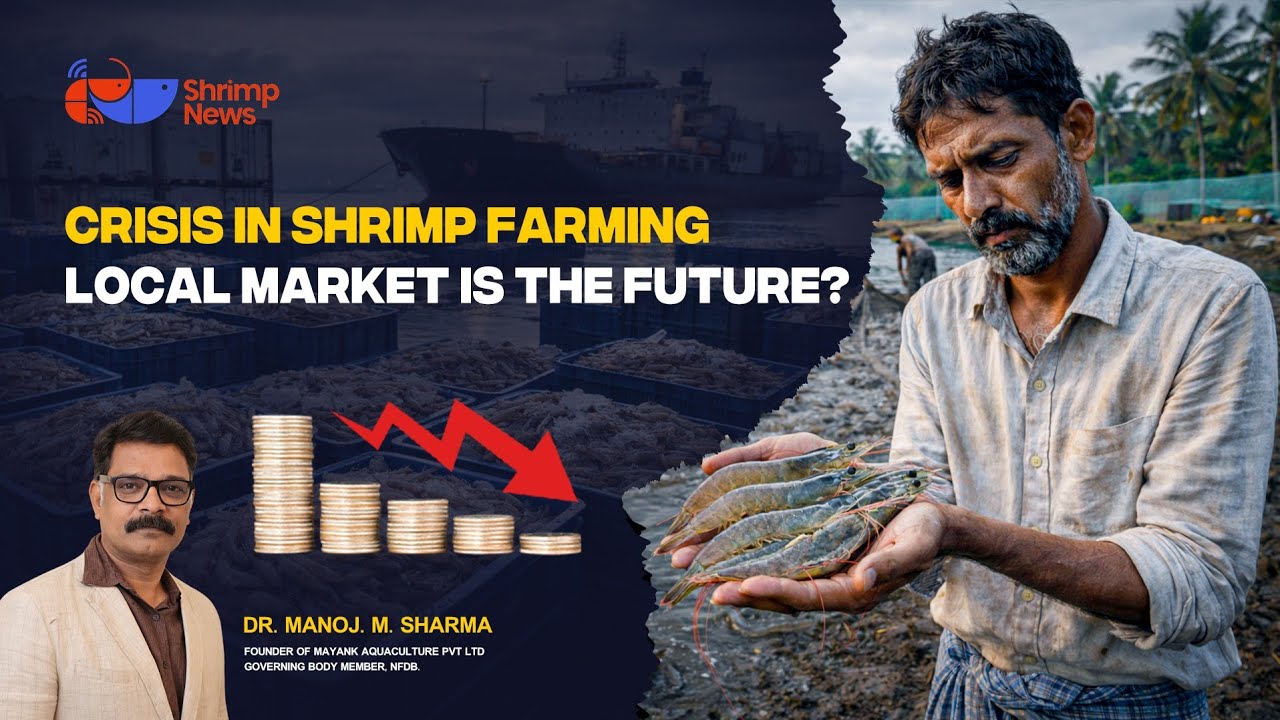 Shrimp Export Crisis: Dr. Manoj Sharma’s Strategy for Farmers