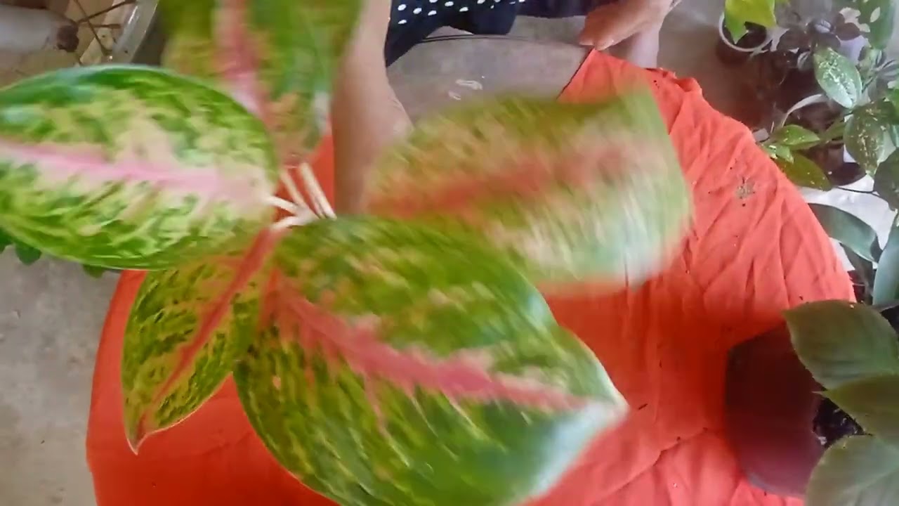 දෙවනි මල් පැල සේල් එක 🌼🍃💕(0704892378)