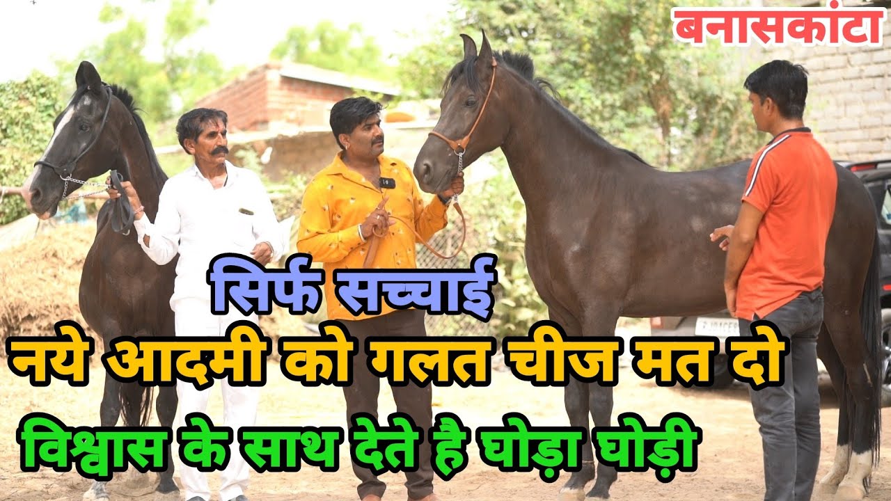 बनासकांटा की ओरिजिनल घोड़िया ||घोड़े खरीदने से पहले ये वीडियो जरूर देख लेना