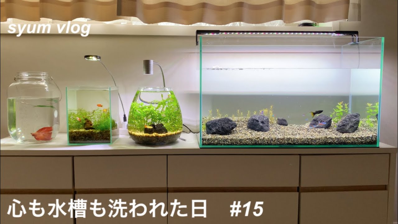 心も水槽も洗われた日　少し億劫になってしまう水槽メンテナンス　終わってみれば心も水槽もスッキリ　後悔しないやって良かった事