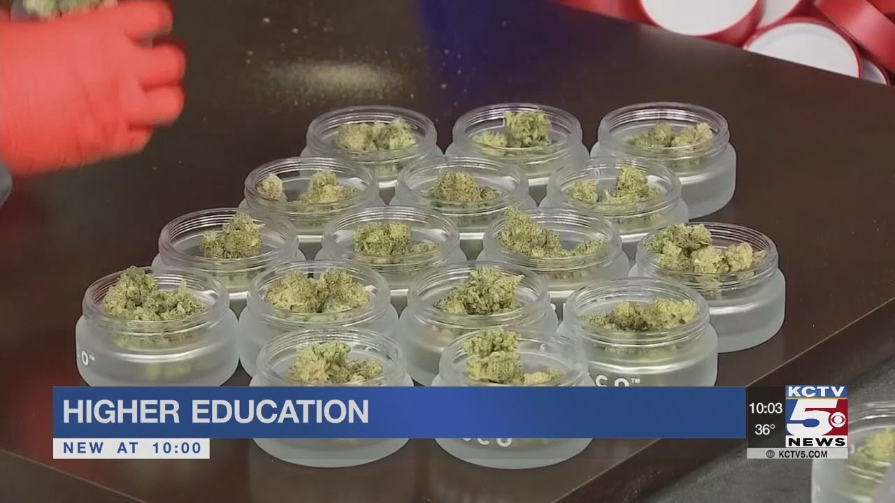 College degree in cannabis coming to a college near you