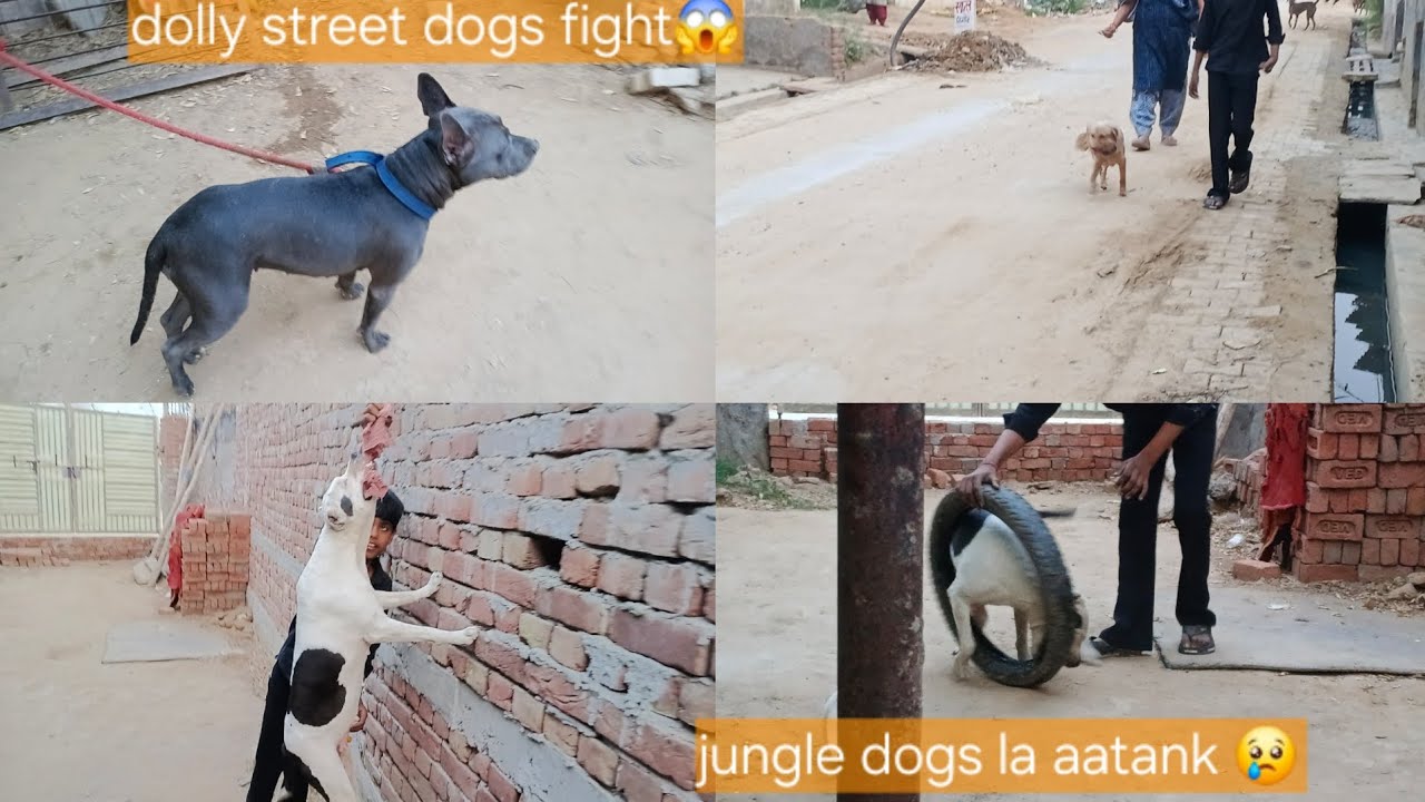 Dolly ki street dogs se fight ho gyi😱 jungle dogs ka aatank😢#mayankdogsfamily #videos #vlogsvideo 