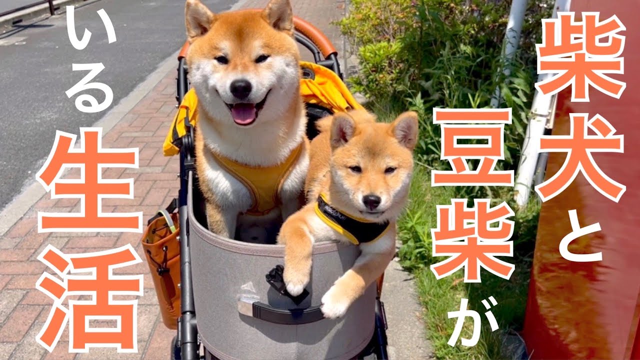 柴犬と豆柴と女の日常log朝の特殊モーニングルーティン