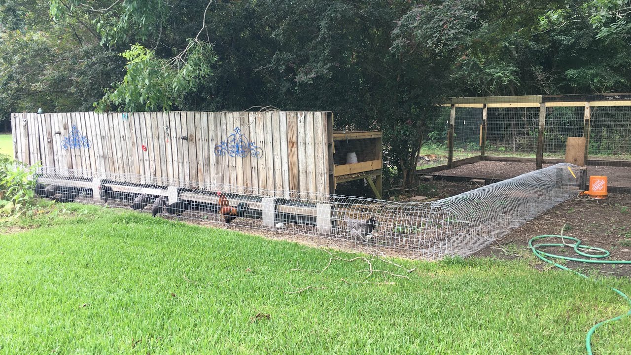 Best Chicken tunnel ever!