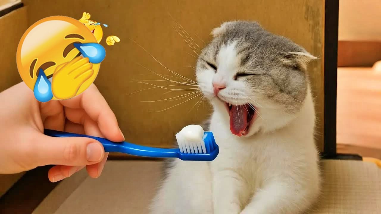 Funny ANIMALS Clip😛 | Most Funny animals video 2026 🌶️ #funny_animals #funny_videos #animals