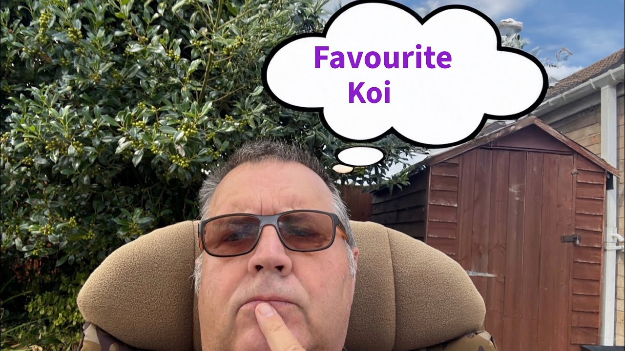 Which is my favourite amongst my koi #koi #koipond 