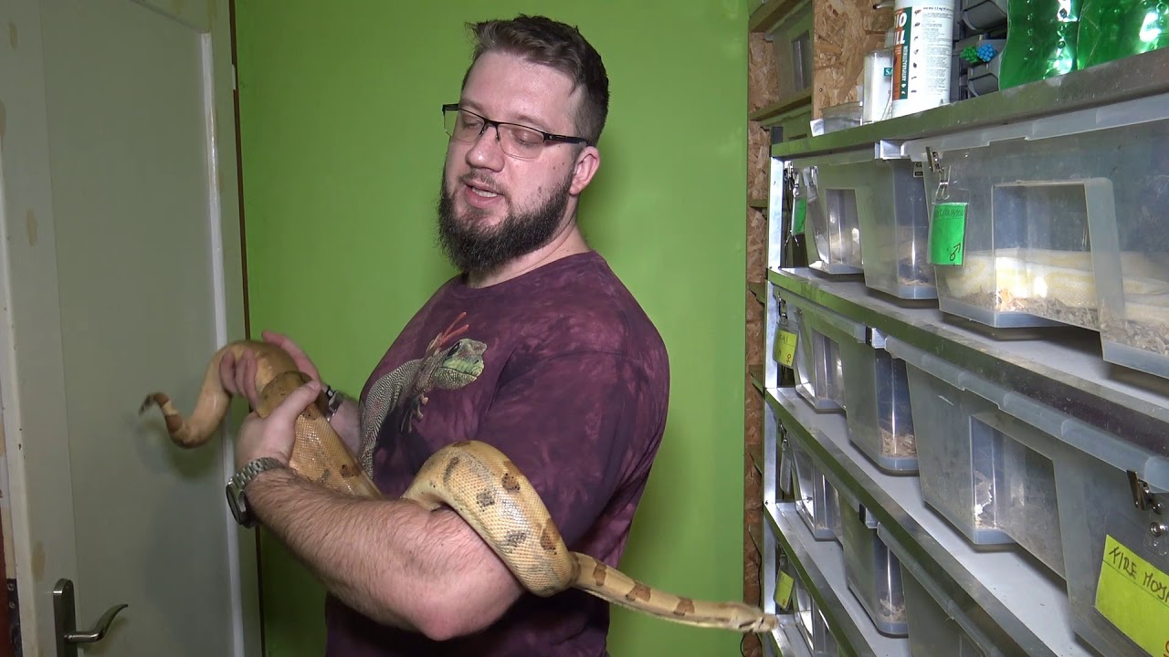 17 Díl JH Animals Hroznýš Královský/Boa Constrictor