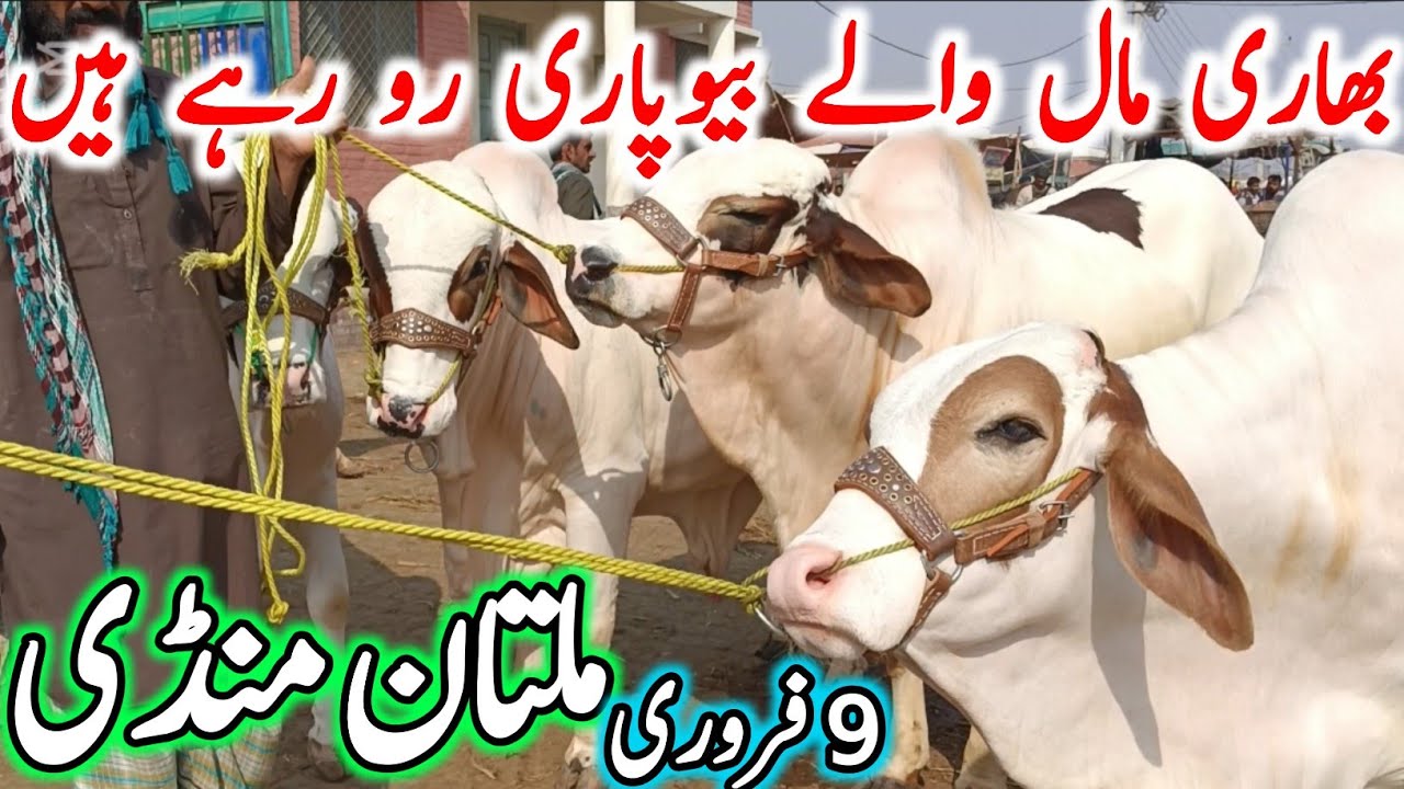 Today Multan Cow Mandi Fresh Latest Update | Cholistani Brahman & Sahiwal Bachre | Cow Mandi 2025🔥