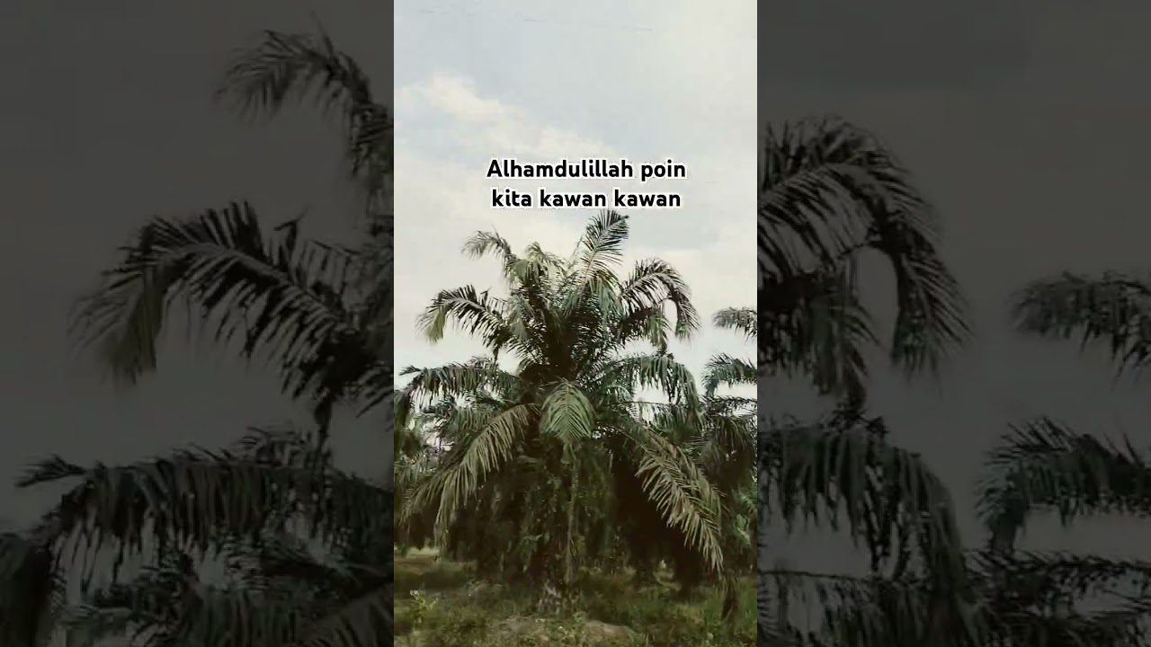 mikat burung betet Alhamdulillah hasilnya