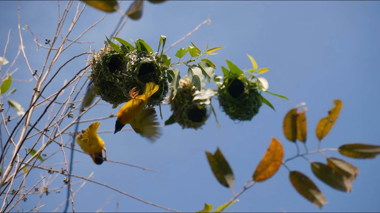 Mustardseed Junior School, Ep 6 - Nature's classroom