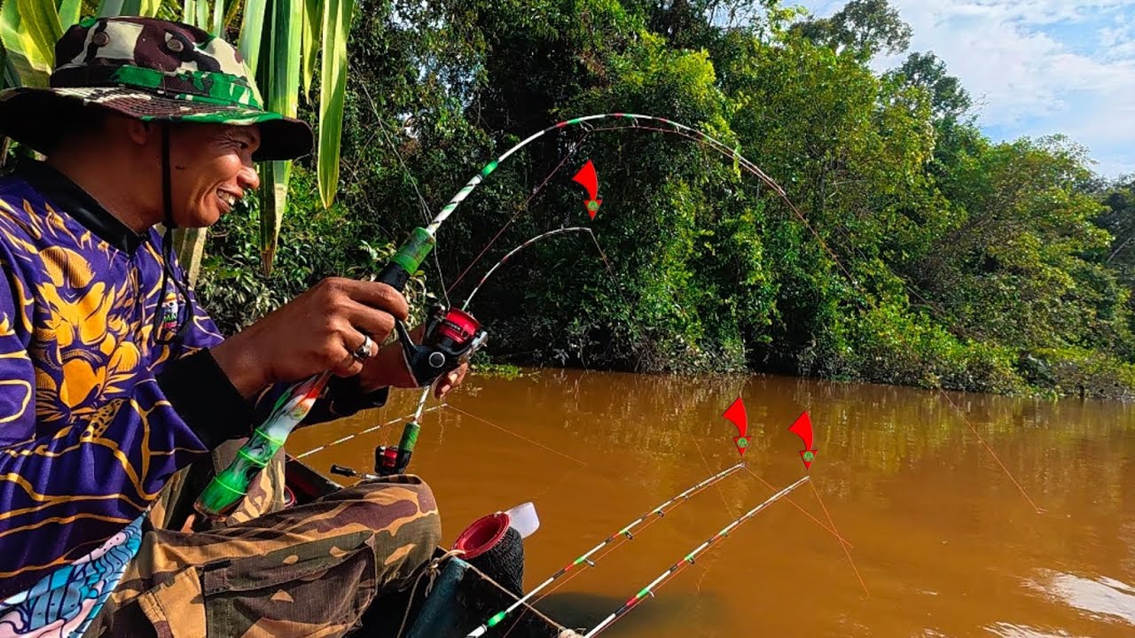 HAMPIR SEMUA PANCING DI SAMBAR UDANG GALAH,  UDANG GALAH PADA KELAPARAN