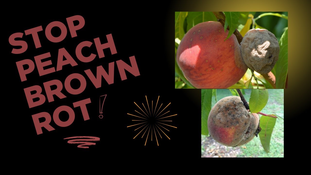 understanding and controlling brown rot on peaches and other stone fruits.