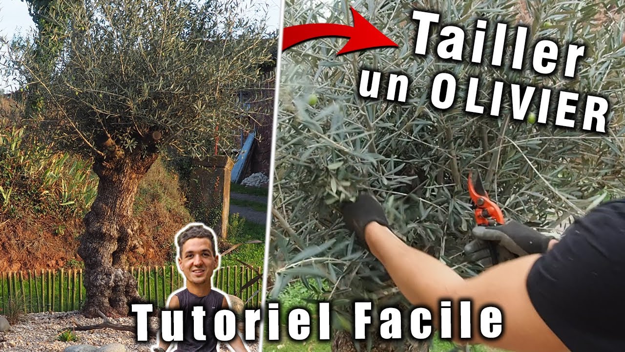 Comment Tailler un Olivier? Je vous dis TOUT !