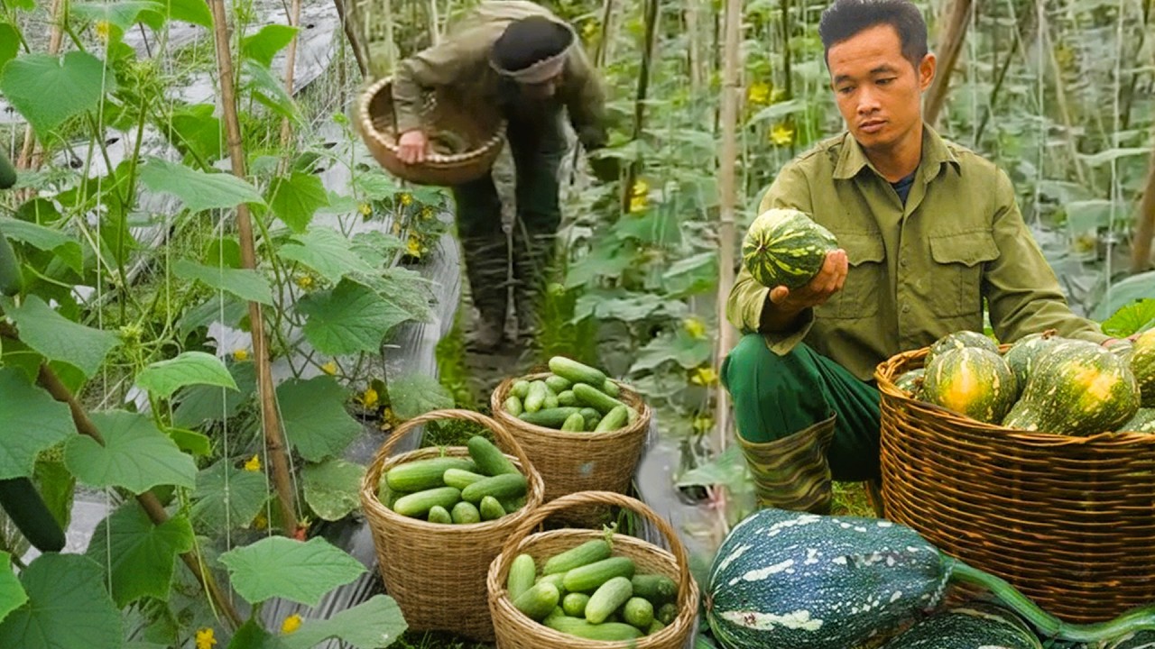 Collecting Ripe Pumpkins and Growing Cucumbers for Busy Local Market Days