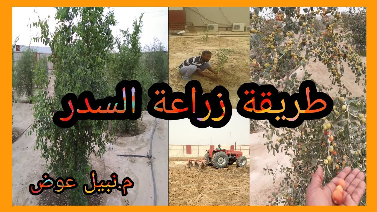 طريقة إستصلاح الارض| وزراعة السدر  كامل| من الشتلة حتي الإنتاج👌🐝