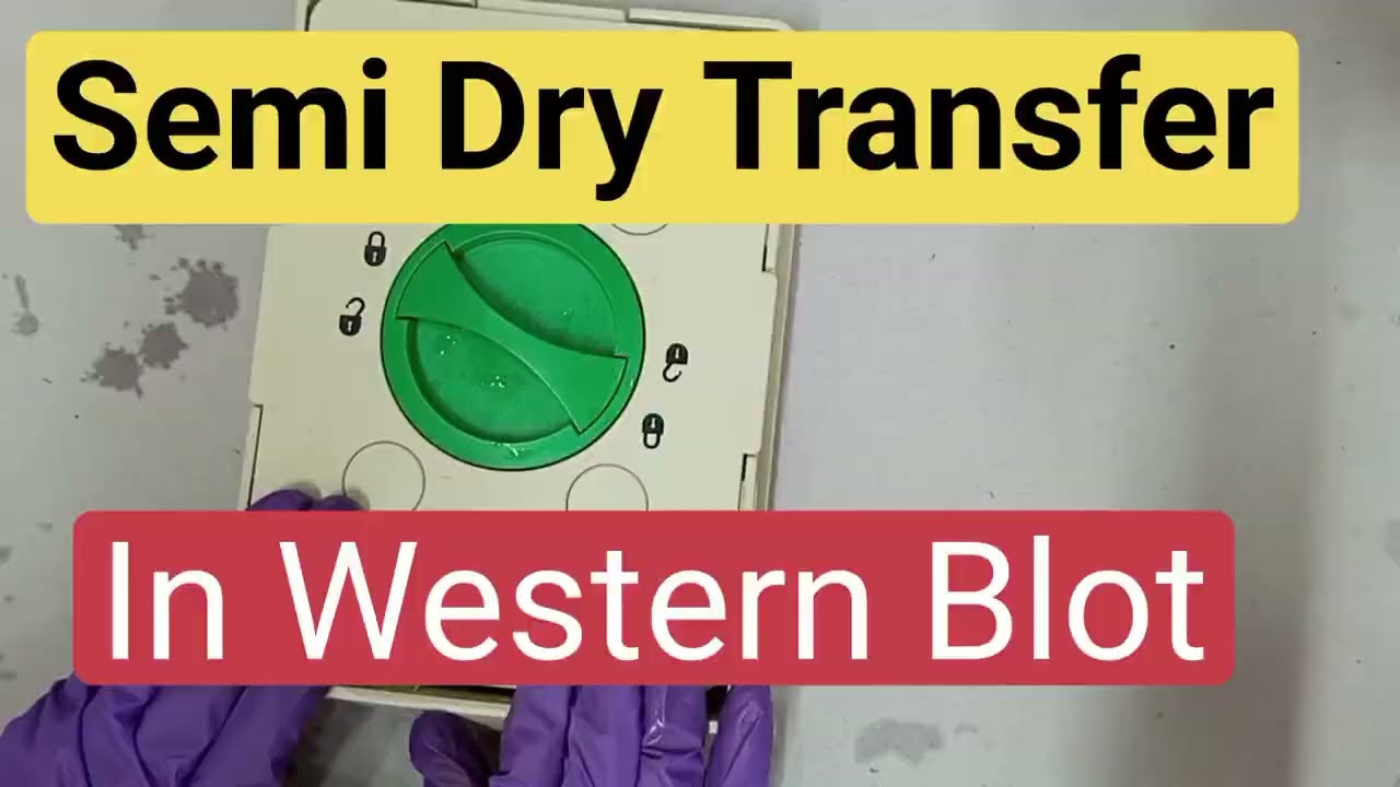 Semi Dry Transfer in Western Blot