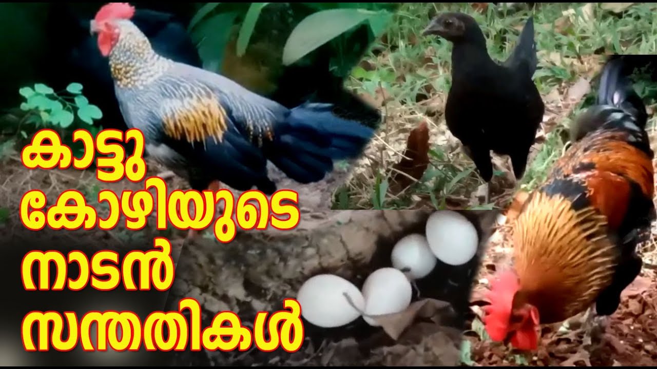 Grey jungle fowl I കാട്ടു കോഴിയുടെ നാടൻ സന്തതികൾ