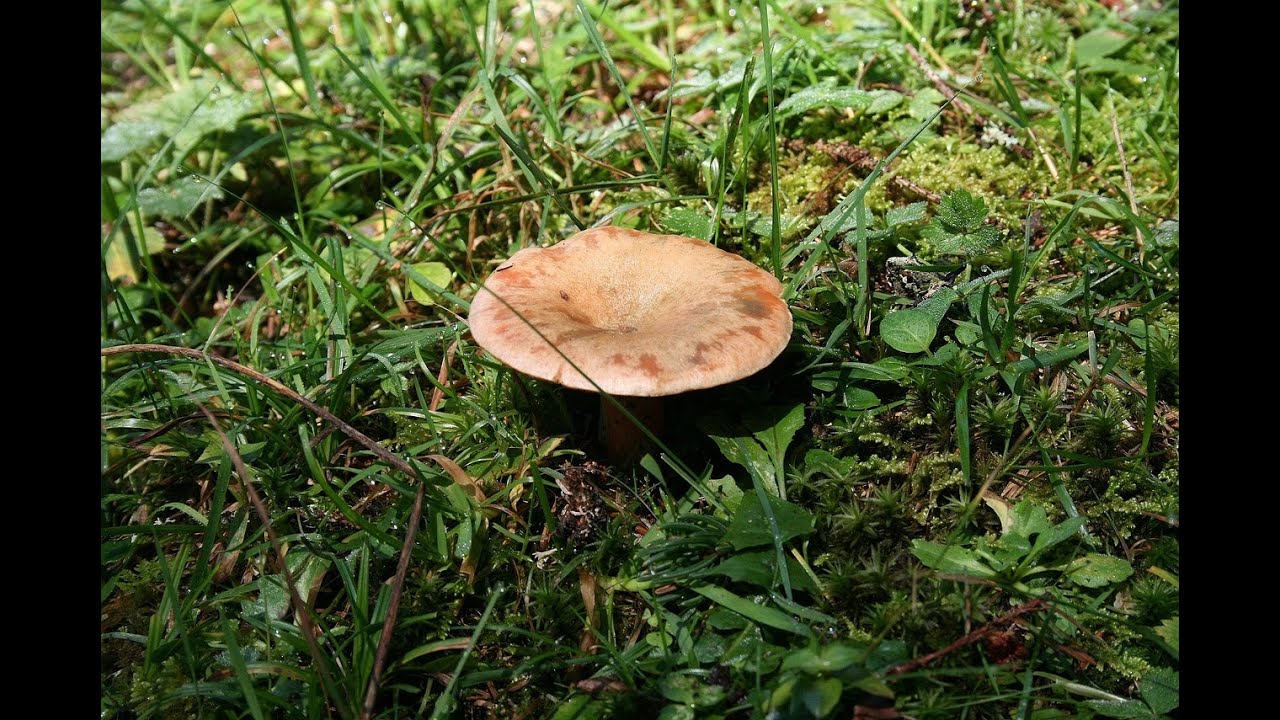 Gyűrűs tuskógomba + Ízletes rizike.
