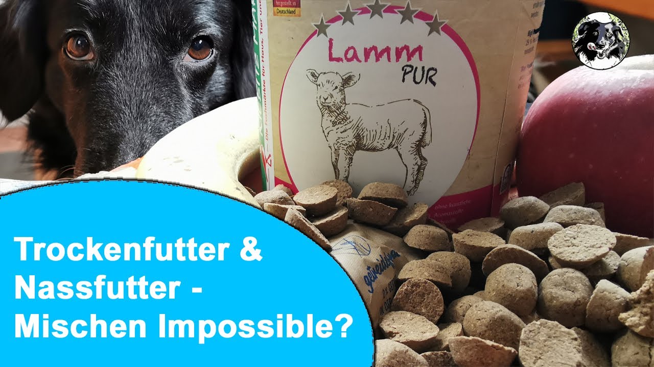 Kann man Trockenfutter und Nassfutter mischen?
