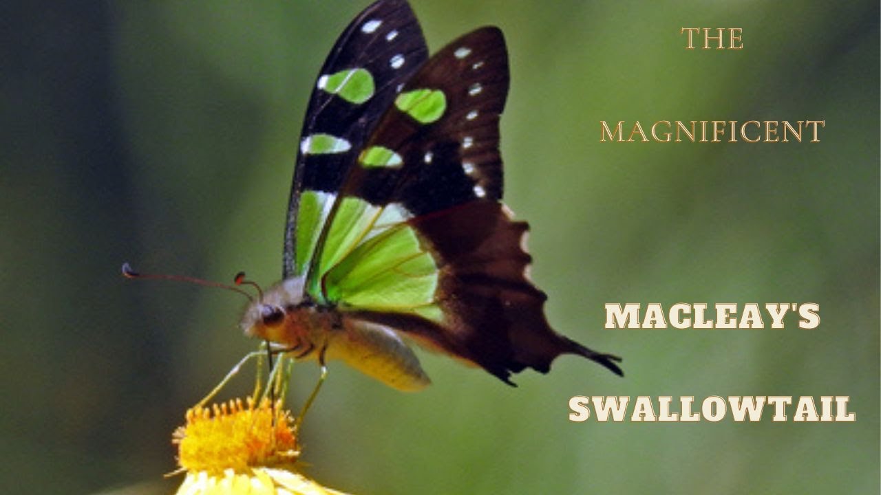 Butterflies: How to raise Macleays Swallowtail butterflies.