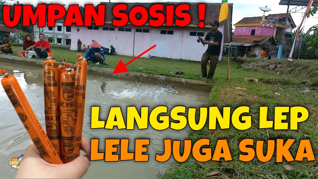 umpan mancing lele paling mudah pake sosis siap makan tinggal lep ikan auto makan