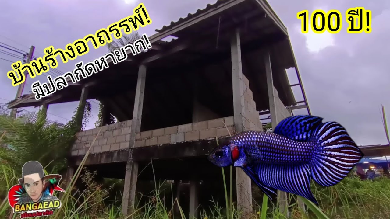 ช้อนปลากัดแหล่งบ้านร้าง 100 ปี มีความหลอนมาก!