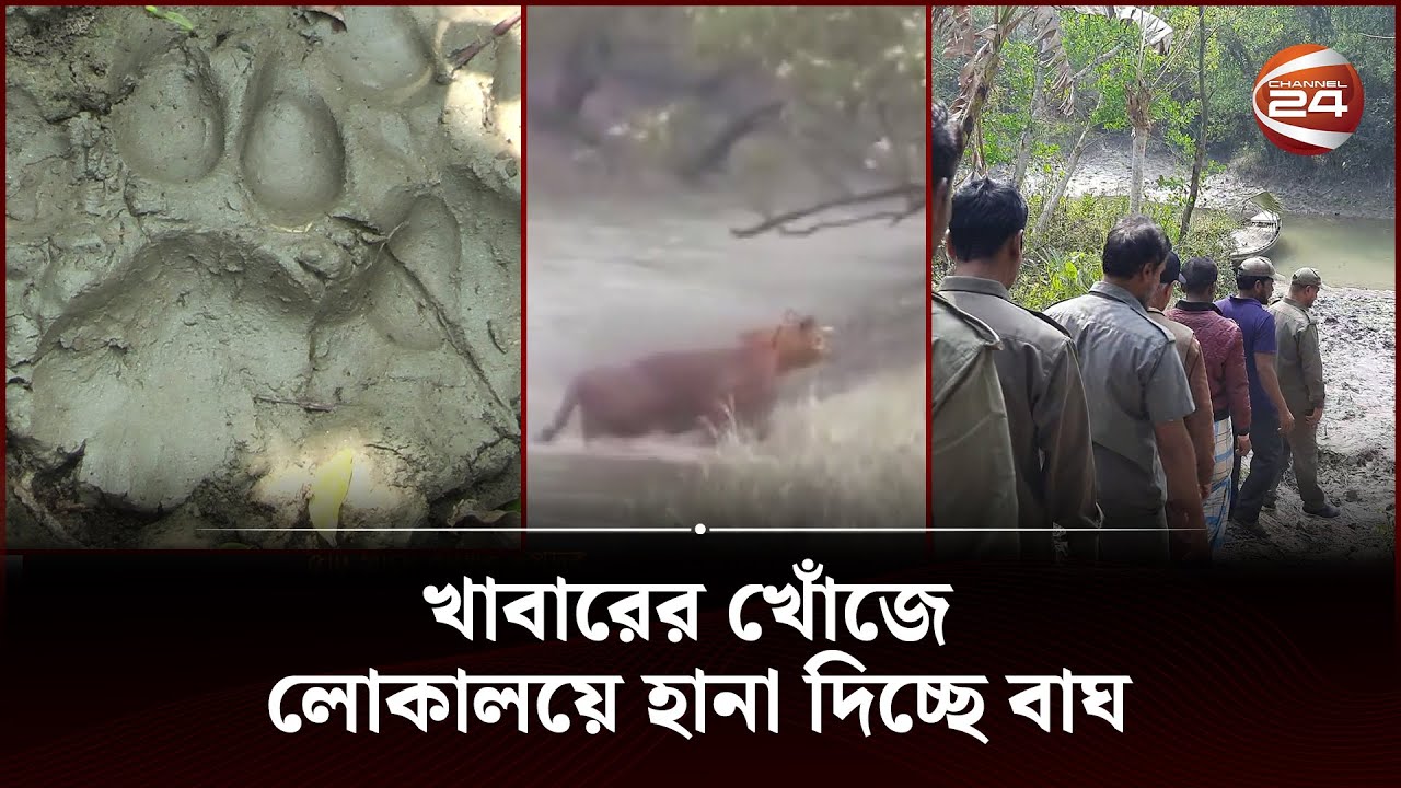 আবারো বাঘ আতঙ্কে বাগেরহাটের ৫ গ্রামে মানুষ | Tiger | Bagerhut News | Sundarban | Channel 24