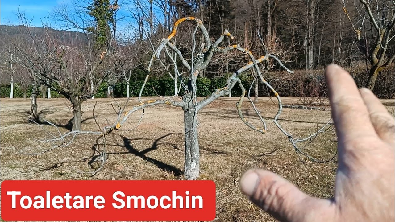 Toaletare Smochin Primavara #smochin #grădinărit