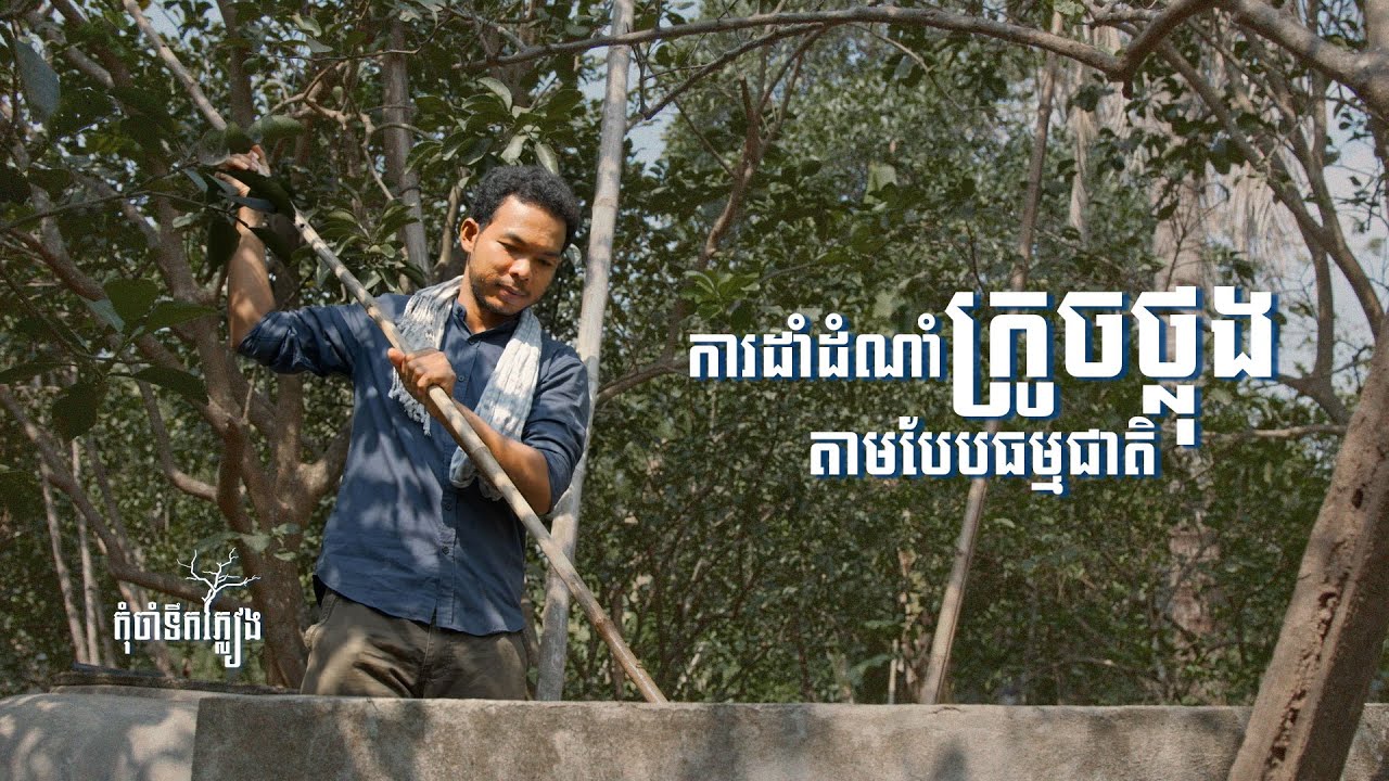 ការដាំដំណាំក្រូចថ្លុងតាមបែបធម្មជាតិ