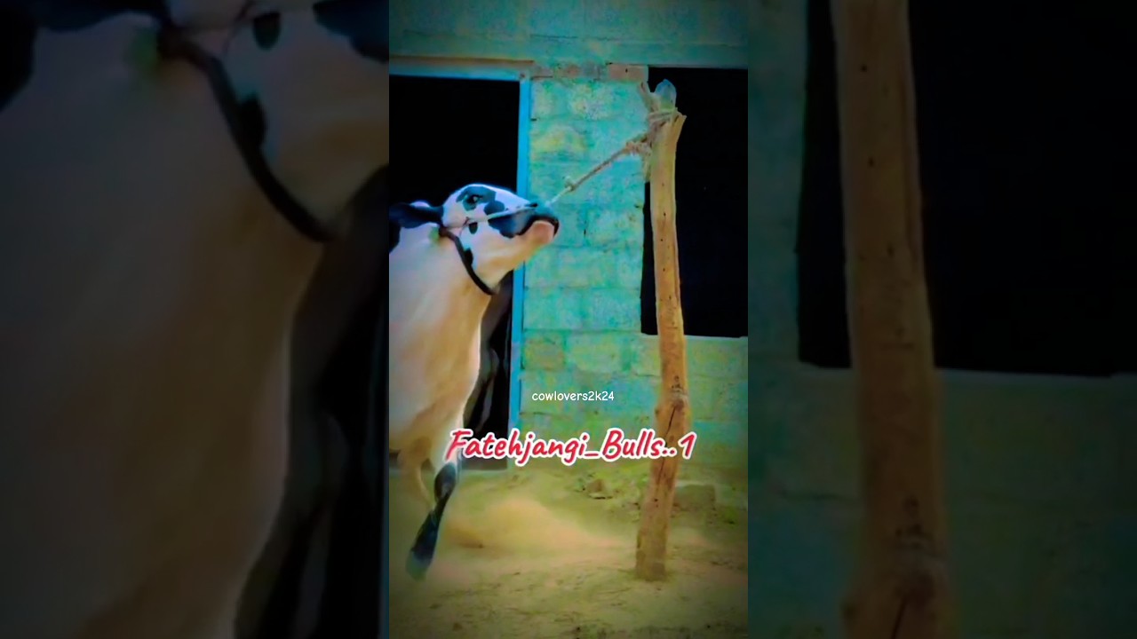 Fatehjangi bull🐂🤍 #cow #minicow #minibull #explore #edit #bachramandi #bulls #bull #fatehjangi
