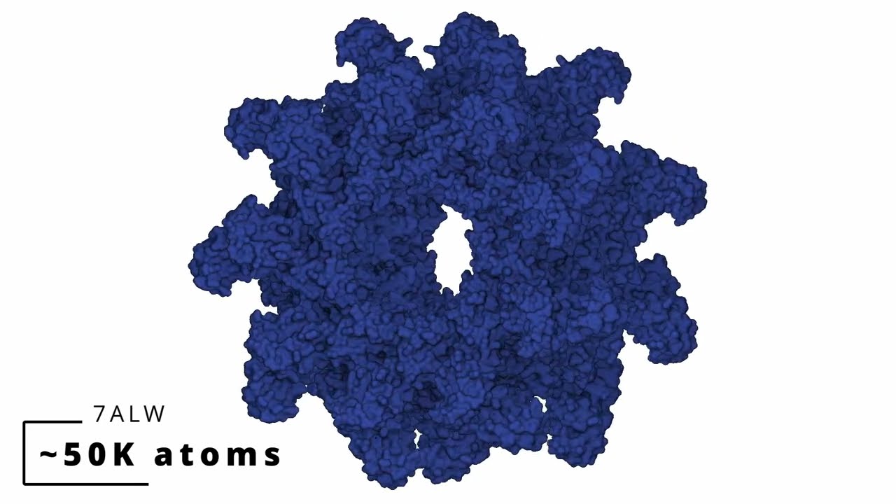 DeepSES: Learning solvent-excluded surfaces via neural signed distance fields