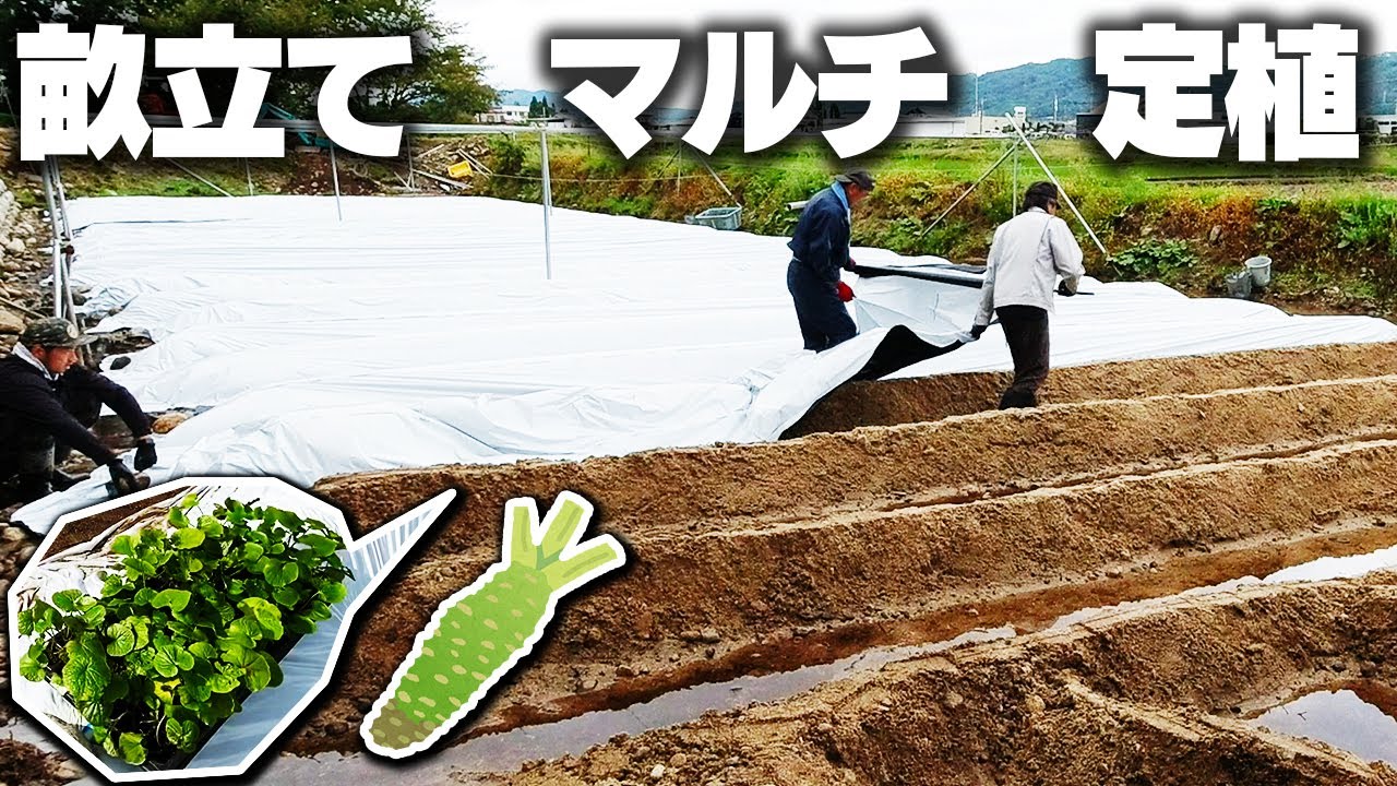 【#わさび栽培】畝立て→マルチ敷き→わさび苗を植える