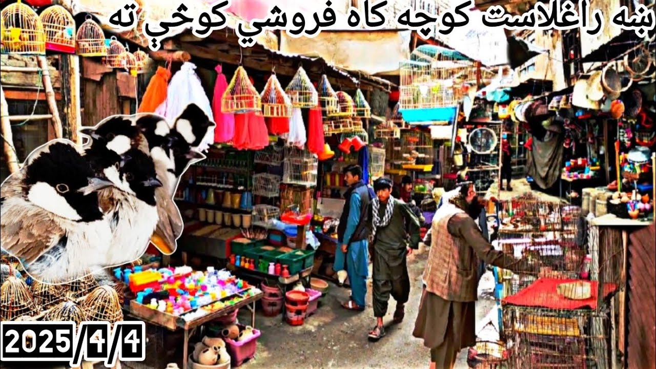 Birds Market In Afghanistan | جمعه بازار پرنده فروشي