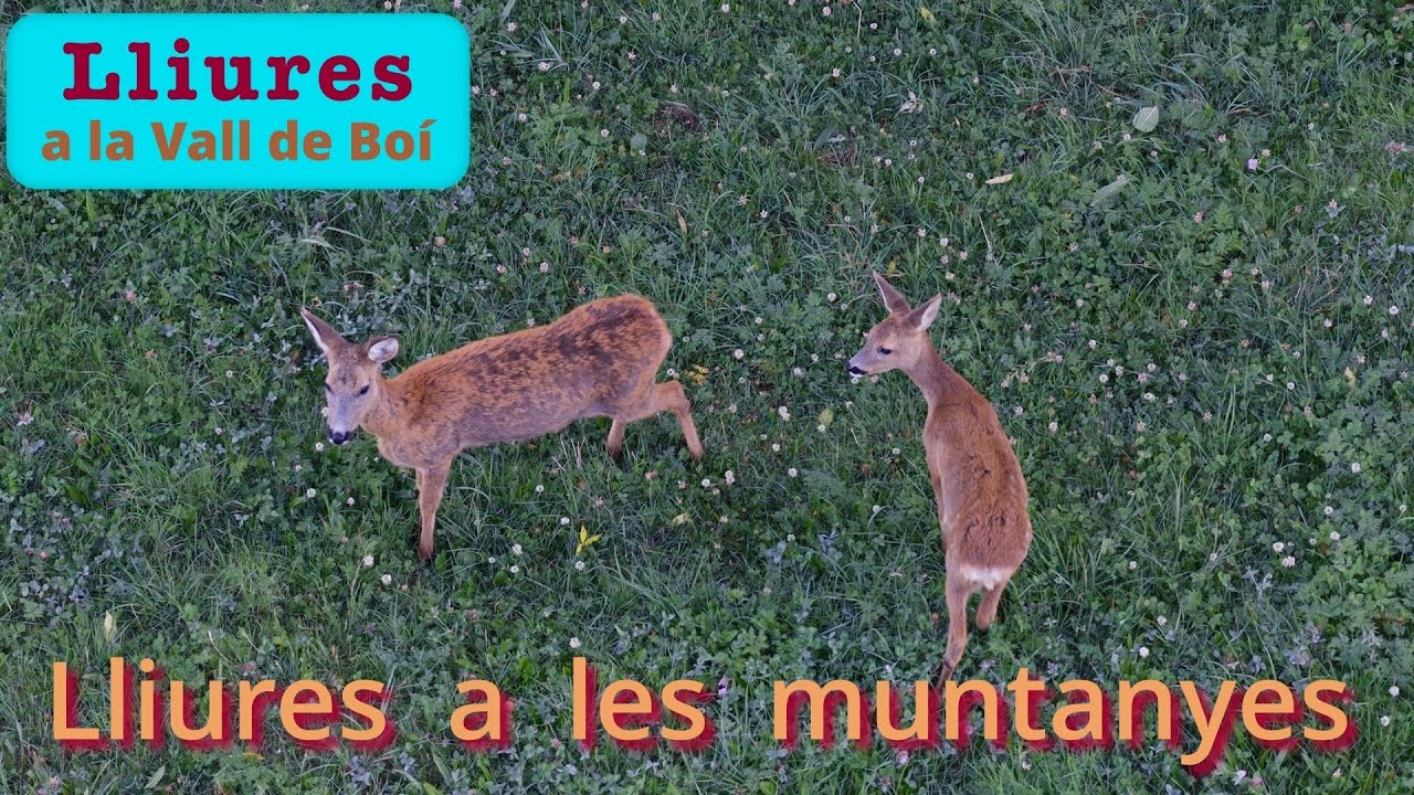 Lliures a la Vall de Boí. Viure i sentir la llibertat de persones i animals a la Vall de Boí.