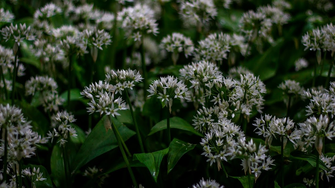 nature: tutorial on foraging and cooking with wild garlic (ramson)