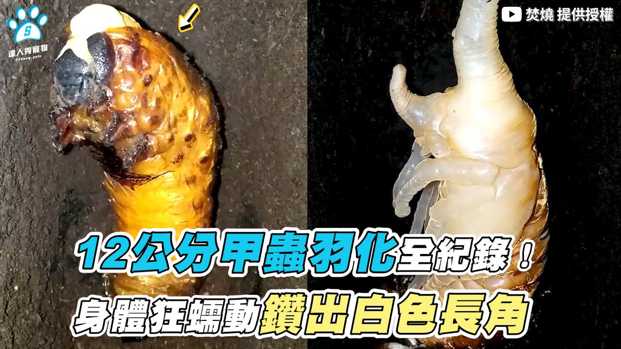 【12公分甲蟲羽化全紀錄！身體狂蠕動鑽出白色長角】｜@howen7777