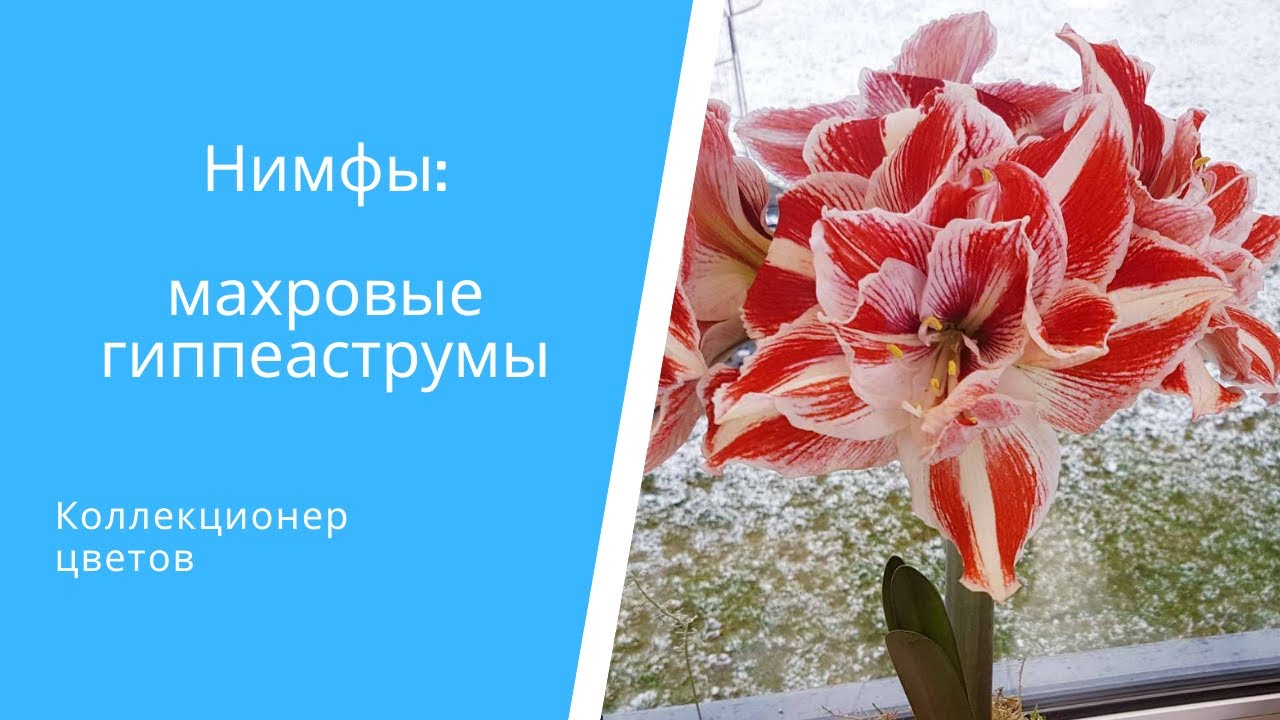 Махровые гиппеаструмы 🌸Velvet Nymph🌸 Bright Nymph🌸