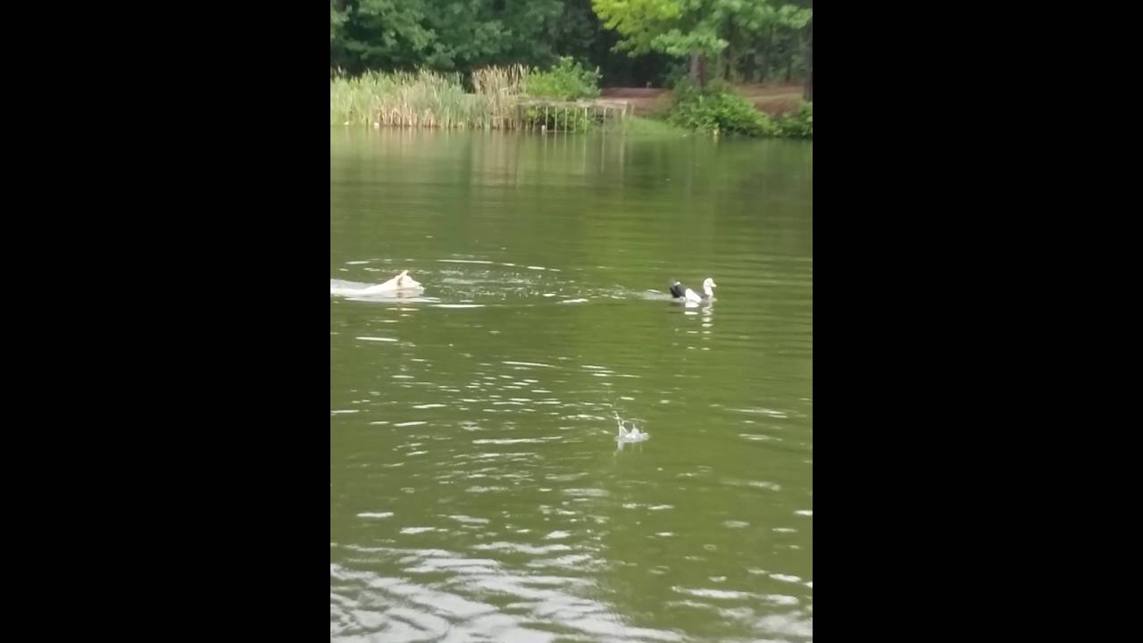 Canaan dog and cattle dog team up on duck to no avail