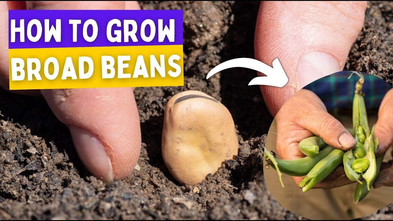 Time to sow broad beans!