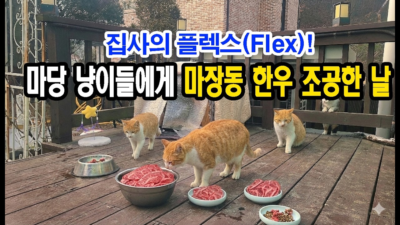 집사의 플렉스Flex! 마당 냥이들에게 마장동 한우 조공한 날^^