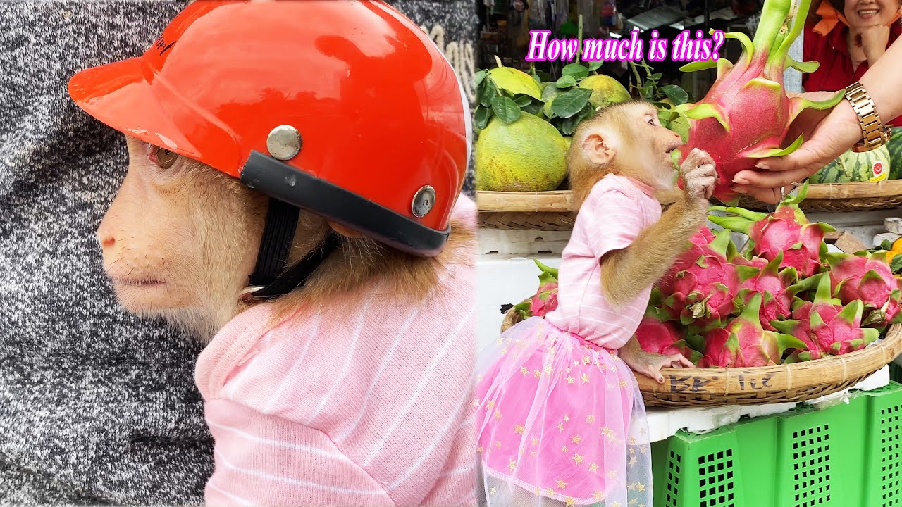 Monkey Lyly excitedly invited her mother to go to the market to buy fruit