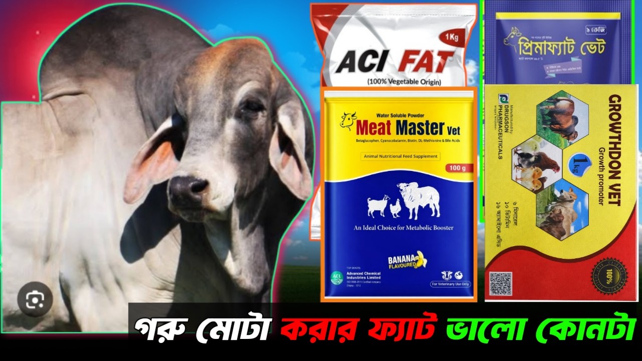 এখন বর্তমান সময়ে সবচাইতে ভালো ফ্যাট কোনটা|Best cow fat| Uzzalagro